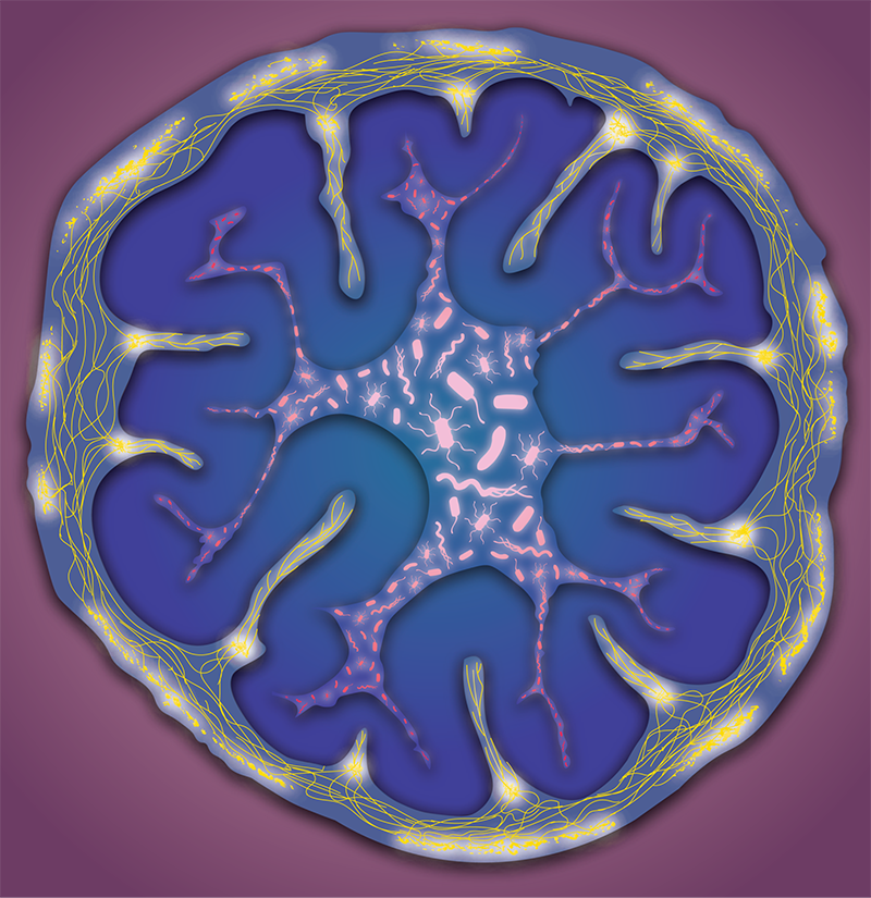 Cross section of the colon showing gut neurons in yellow and microbes in pink