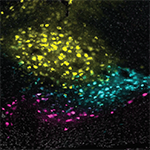 Topographical organization of basal ganglia recipient thalamus
