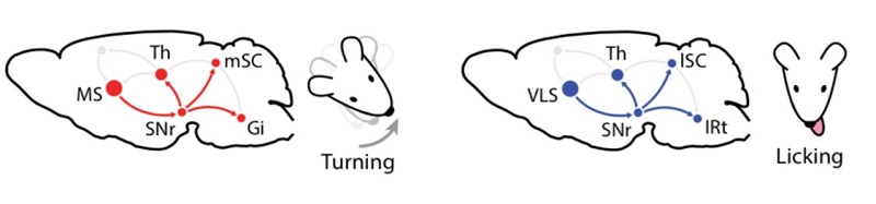 Distinct pathways in the basal ganglia mediate either turning (left) or licking (right). 