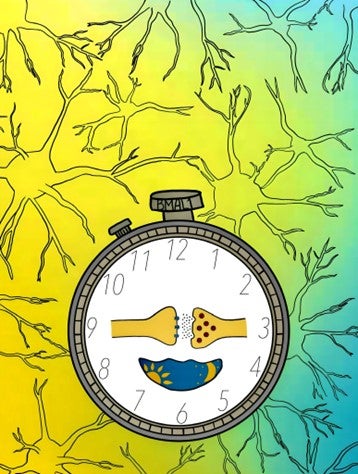 Cartoon of a synaptic circadian clock.