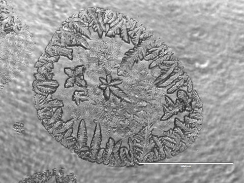 Accidental Crystallization of Cell Media Solution on Culture Dishes by Farimah Mapar