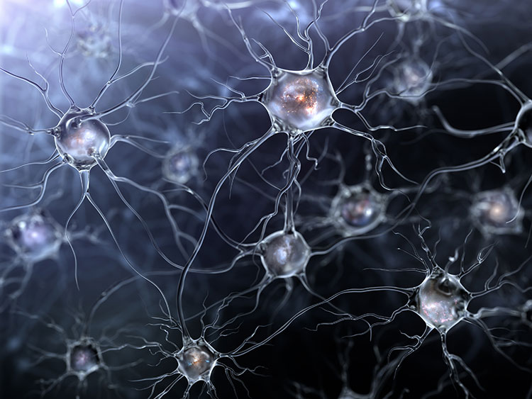 May 14-neuron-large