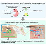 Summary of our findings, showing essential roles of clustered γ-protocadherins in promoting synapse formation and peripheral axonal branching in touch sensory neurons.