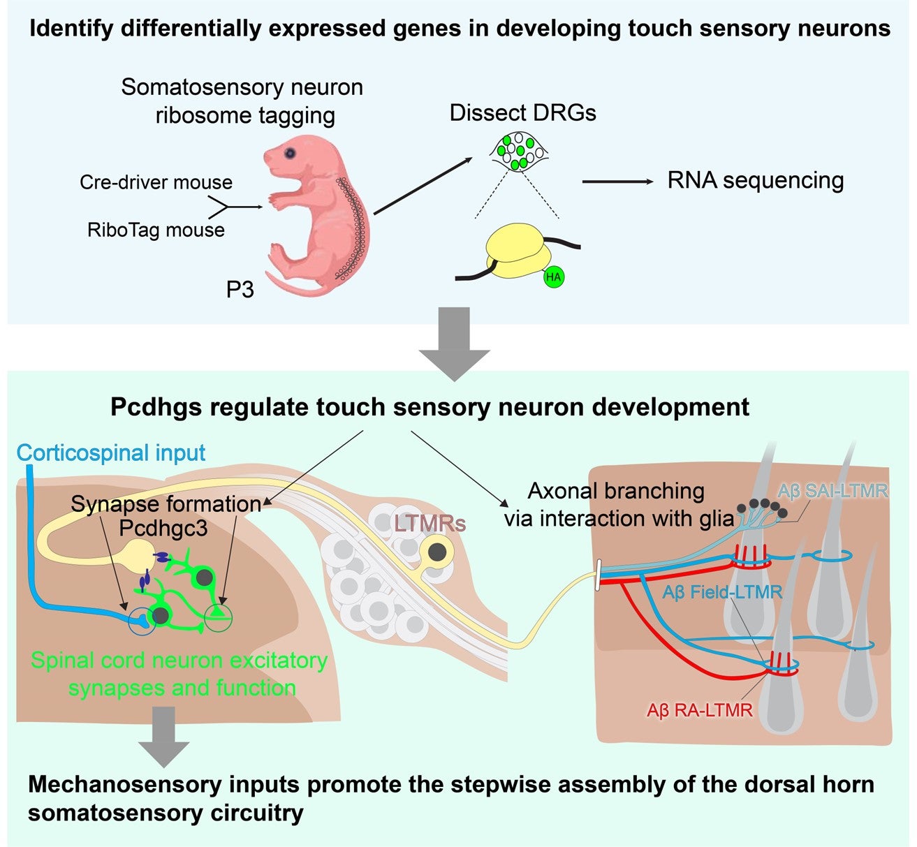 Summary of our findings, showing essential roles of clustered γ-protocadherins in promoting synapse formation and peripheral axonal branching in touch sensory neurons. 