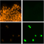 microscope images of stem cells