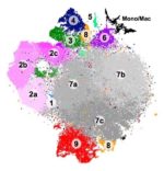 teasing out diversity thumbnail