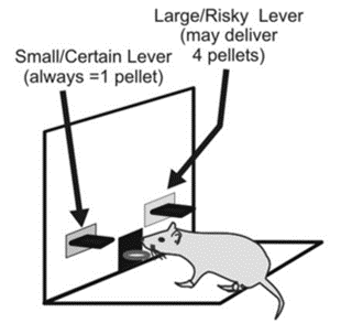 A rat chooses between a small/certain reward and a large/risky reward