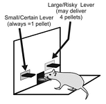 cartoon of a mouse participating in an experiment