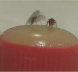 A masculinized female fly lunges, a behavior normally performed by males