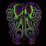 A microscope photo of a cross section of a mouse nose. The mouse was genetically modified to express green fluorescent protein in smell neurons. A small subset of dying neurons is labeled in red. Image from the Datta Lab