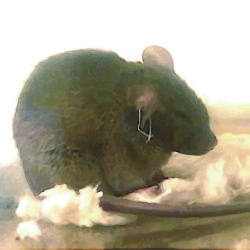Mouse in torpor