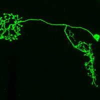 A ring neuron in the fly brain that responds to wind direction.