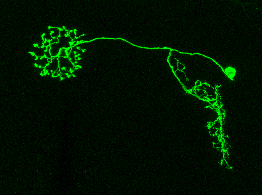 A ring neuron in the fly brain that responds to wind direction.