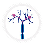 In a model of type 2 diabetes, immune cells flood into peripheral nerves in an apparent attempt to protect them.