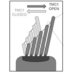 Electric Fields Forever: A Molecular Mechanism for the Conversion of Sound into Hearing