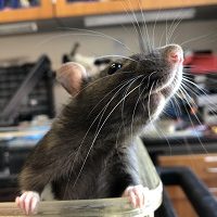 lab rat