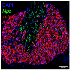 Dorsal root ganglion cells stained for Mpz (Schwann cells), Tubb3 (Neurons), Apoe (satellite glia). 