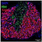 Dorsal root ganglion cells stained for Mpz (Schwann cells), Tubb3 (Neurons), Apoe (satellite glia).