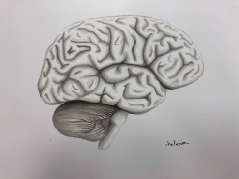 a drawing of a human brain