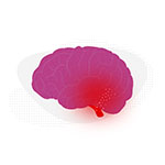 Illustration of a human brain