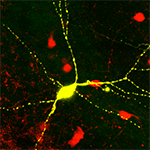 Shown in yellow is a biocytin filled parvalbumin interneuron in the hippocampus of an adult mouse (CA3/CA2 region). The red cells are other parvalbumin interneurons.
