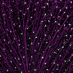 Portion of a mouse retina showing surviving retinal ganglion cells following injury to the optic nerve.