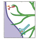 Scott-Hewitt thumbnail