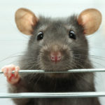 Rat Stock Photo