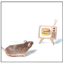 Mouse looking at image of burger on model tv