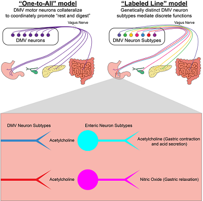 Two different models for how vagal motor neurons coming from the brain may connect to and control digestive system organs. 
