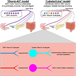 Two different models for how vagal motor neurons coming from the brain may connect to and control digestive system organs
