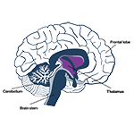 illustration of the brain highlighting the thalamus