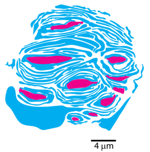 Cross section of a Meissner corpuscle traced from an image taken with electron microscopy.