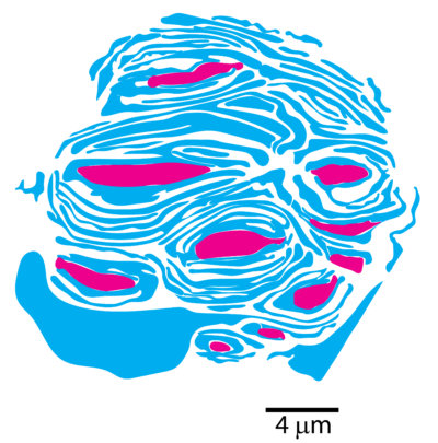 Cross section of a Meissner corpuscle traced from an image taken with electron microscopy.