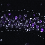 Novel environment exploration turns on new gene expression in the hippocampus, controlled in part by the activity-dependent transcription factor FOS, a well-known gene that rapidly responds to novel sensory experiences. Representative immunofluorescence image of FOS (magenta) protein levels in the CA1 region of the hippocampus from home cage (HC) and 90 min following a 30 min novel environment (NE) exposure. Gray indicates DAPI-stained nuclei.
