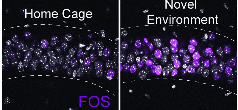 Novel environment exploration turns on new gene expression in the hippocampus, controlled in part by the activity-dependent transcription factor FOS, a well-known gene that rapidly responds to novel sensory experiences. Representative immunofluorescence image of FOS (magenta) protein levels in the CA1 region of the hippocampus from home cage (HC) and 90 min following a 30 min novel environment (NE) exposure. Gray indicates DAPI-stained nuclei.