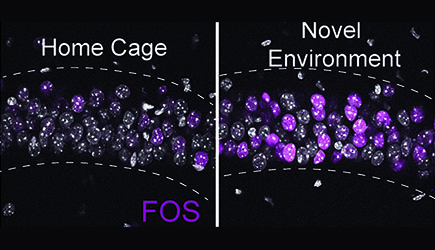 Novel environment exploration turns on new gene expression in the hippocampus, controlled in part by the activity-dependent transcription factor FOS, a well-known gene that rapidly responds to novel sensory experiences. Representative immunofluorescence image of FOS (magenta) protein levels in the CA1 region of the hippocampus from home cage (HC) and 90 min following a 30 min novel environment (NE) exposure. Gray indicates DAPI-stained nuclei.