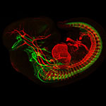 Developing Motor Neurons and Muscles