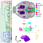 image showing viral labeling, whole-brain imaging, and single nucleus RNA sequencing