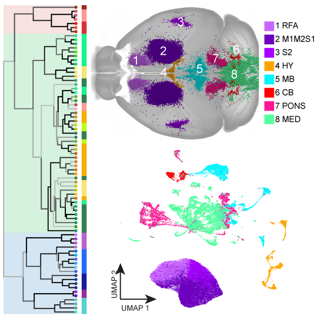 unified anatomic and molecular map of the neurons that connect the brain to the spinal cord.