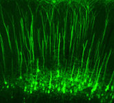 Woolf S1 neurons 850