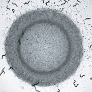 Worms from Zhang Kaplan paper