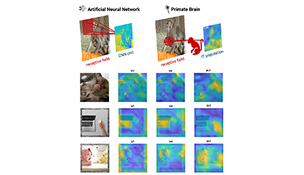 Comparison between feature representations from an artificial neural network,