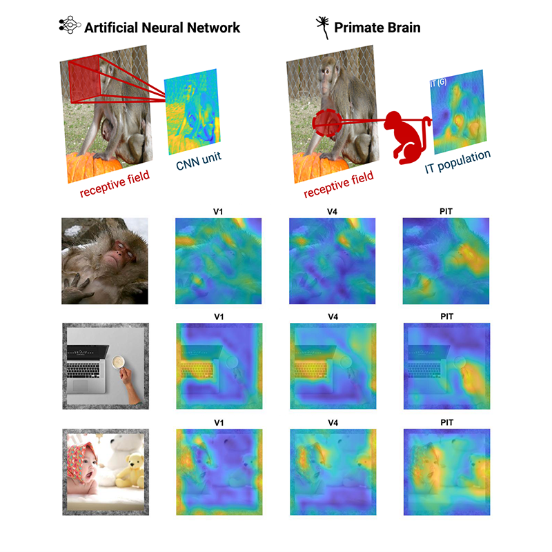 Comparison between feature representations from an artificial neural network,