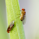 two fruit flies on a blade of grass
