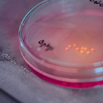Brain organoids grown in the Arlotta Lab. Image: Carlos Sanchez/Harvard FAS staff photographer
