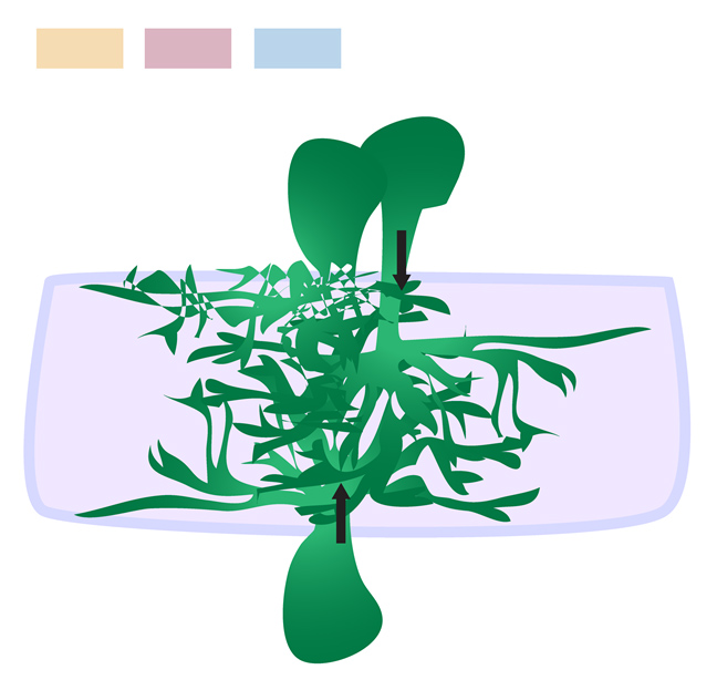 Graphical abstract of the study.