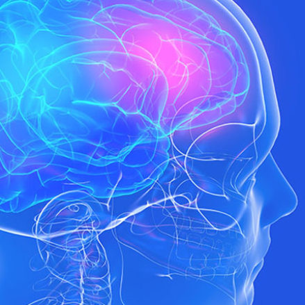 illustration of a transparent human head with parts of the brain highlighted