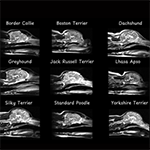 Sagittal images of dog brains with different skull shapes.