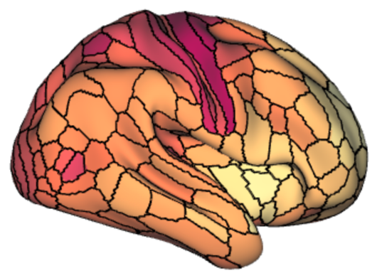 This image shows the annual rate of change in cortical myelin content measured with T1w/T2w imaging. Lighter colors indicate cortical areas with a slower rate of myelin development, and darker colors indicate cortical areas with a faster rate of myelin development from 8 to 21 years old.